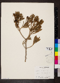 Borrichia arborescens image