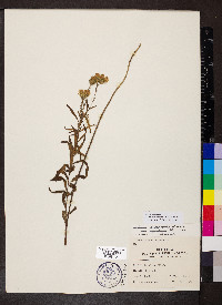 Brickellia eupatorioides image