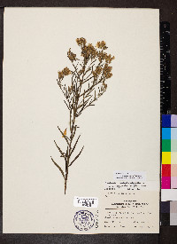 Brickellia eupatorioides image