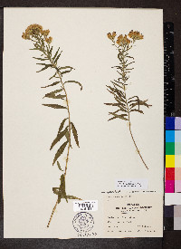 Brickellia eupatorioides image
