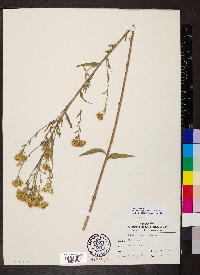Brickellia eupatorioides image