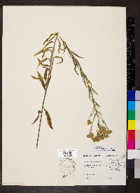 Brickellia eupatorioides image