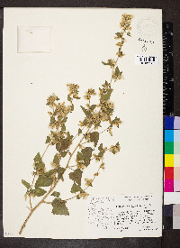 Brickellia californica image