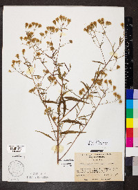 Brickellia eupatorioides image