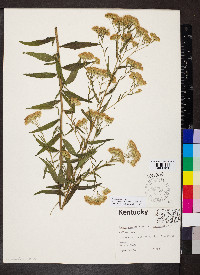 Brickellia eupatorioides image