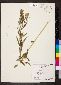 Brickellia eupatorioides image