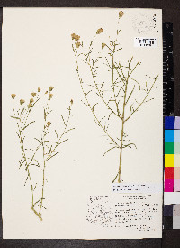 Brickellia eupatorioides var. chlorolepis image