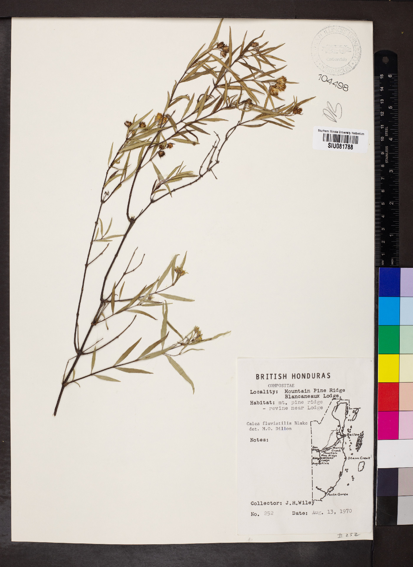 Calea fluviatilis image