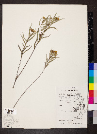 Calea fluviatilis image