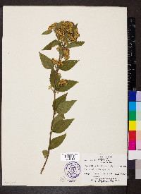 Calea urticifolia image