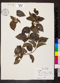 Calea urticifolia image