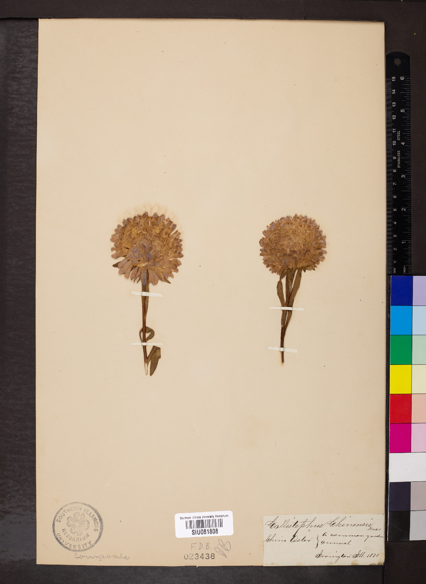 Callistephus chinensis image