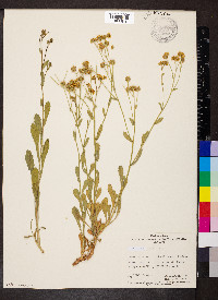 Calotis cuneifolia image