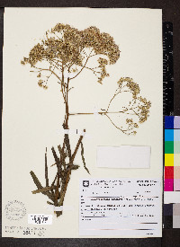 Campovassouria cruciata image