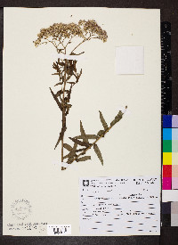Campovassouria cruciata image