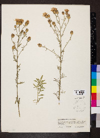 Centaurea stoebe image