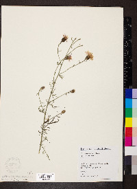 Centaurea stoebe image