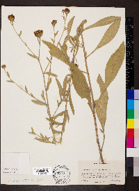 Centaurea decipiens image