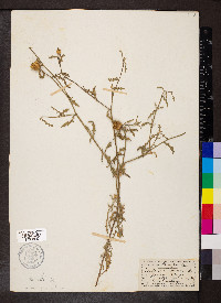 Centaurea aspera image