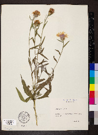 Centaurea jacea image