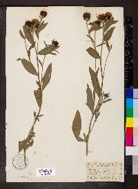 Centaurea nigra image