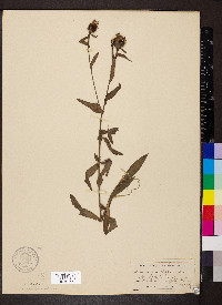 Centaurea nigra image