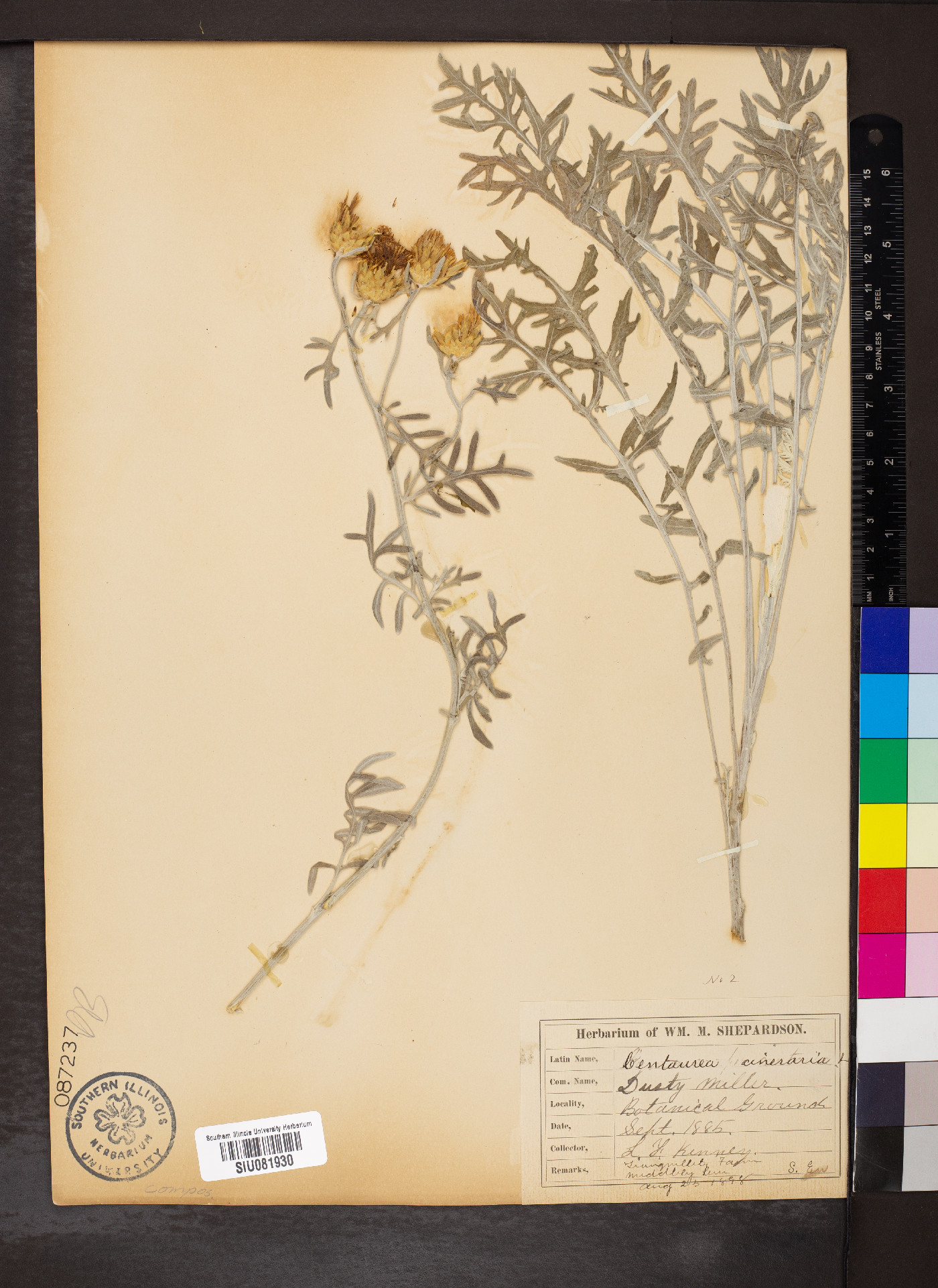 Centaurea cineraria image