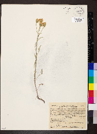 Chaenactis douglasii image