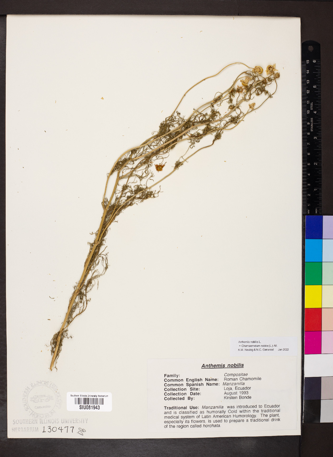 Chamaemelum nobile image