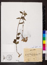 Eupatorium hirsutum image