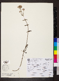 Chromolaena ivaefolia image