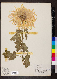 Chrysanthemum morifolium image