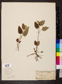 Chrysogonum virginianum image