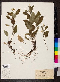 Chrysogonum virginianum image
