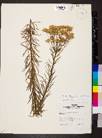 Chrysopsis linearifolia image