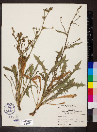 Cichorium intybus image