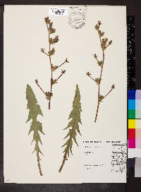 Cichorium intybus image