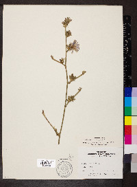 Cichorium intybus image