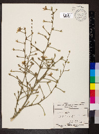 Cichorium intybus image