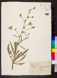 Cichorium intybus image