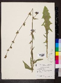 Cichorium intybus image