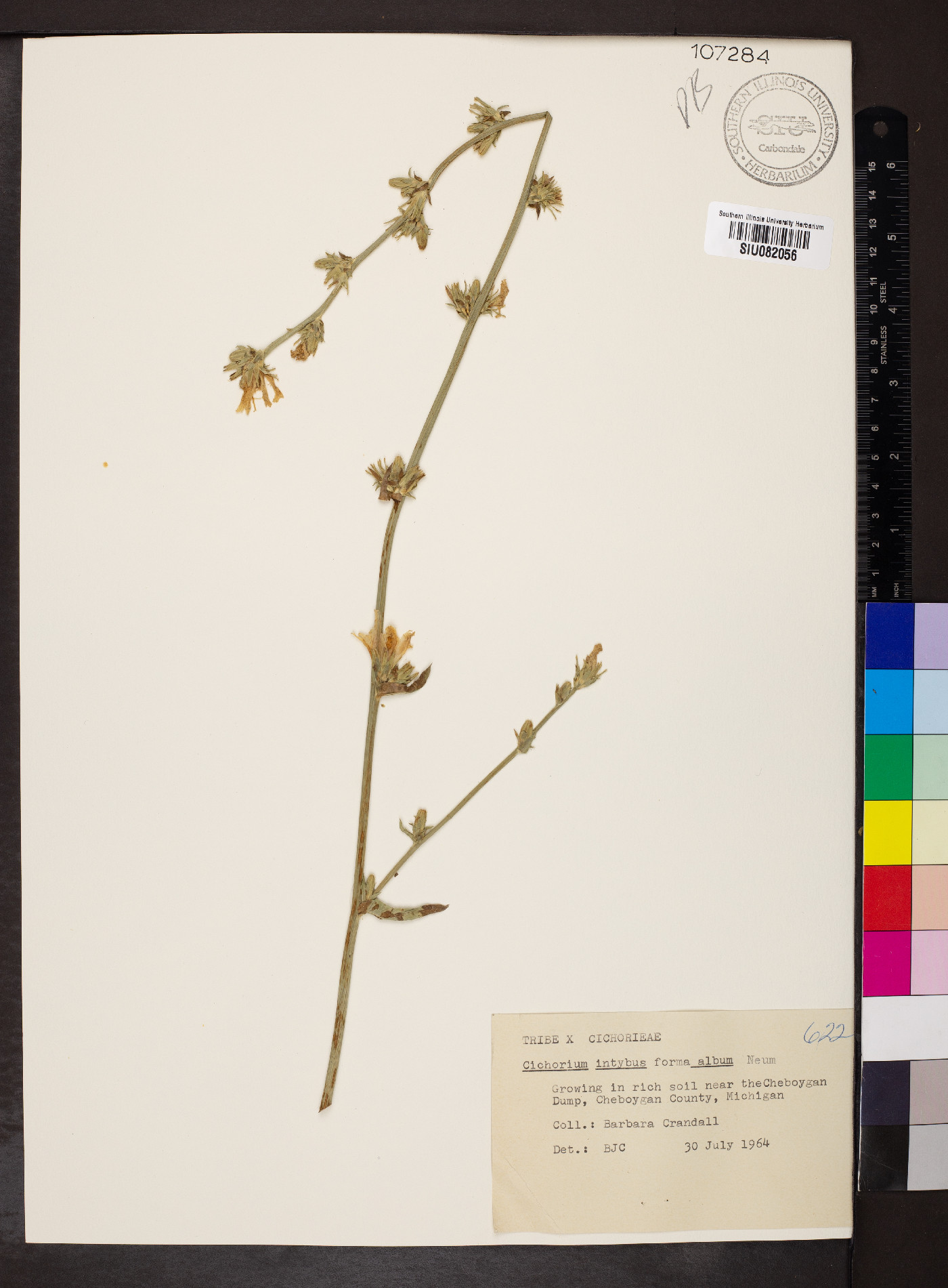 Cichorium intybus f. album image