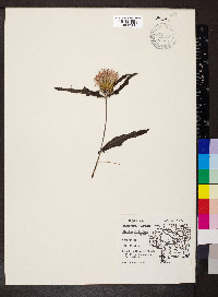 Cirsium altissimum image