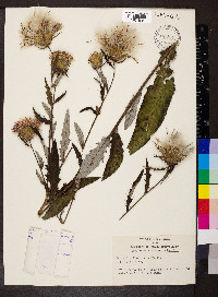 Cirsium altissimum image