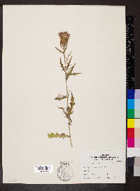 Cirsium altissimum image