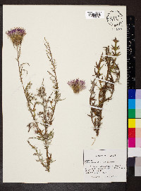 Cirsium discolor image