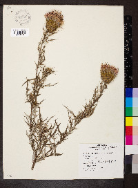 Cirsium discolor image