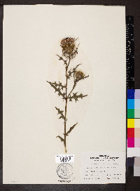 Cirsium discolor image