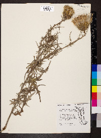 Cirsium discolor image
