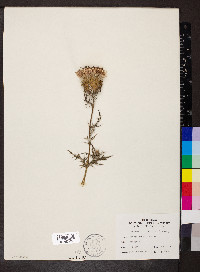 Cirsium discolor image